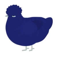 Blueberry, a navy chicken with a half-bar pattern
