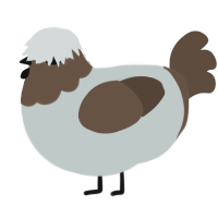 (unnamed), a silver and bark chicken with a head pattern