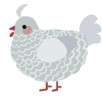 Smooth Rock, a silver and mist chicken with a lace pattern