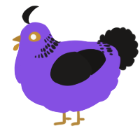 A blurple and sable chicken with a neck-band pattern