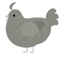 Ash, a ash chicken with a half-bar pattern