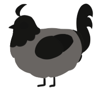 (unnamed), a grey and black chicken with a head pattern