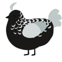 Oreo, a sable and silver chicken with a half-lace pattern