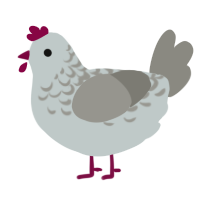 Rue barb, a silver and ash chicken with a half-lace pattern