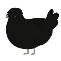 A black chicken with a lace pattern