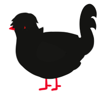Raum, a black chicken
