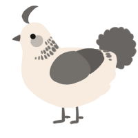 Sesami, a cream and grey chicken with a neck-band pattern