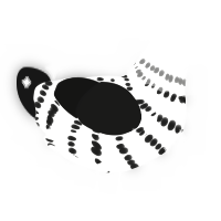 Blanc, a white and black chicken with a bar pattern