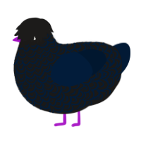 Raven, a sable and tumblr chicken with a double-lace pattern