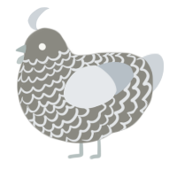 Desmond, a ash and mist chicken with a lace pattern