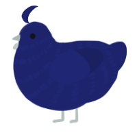 A navy chicken with a bar pattern