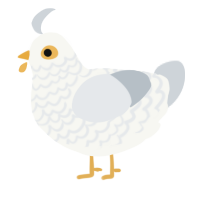 seagull, a white and mist chicken with a lace pattern