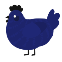 Midnight, a navy chicken with a bar pattern