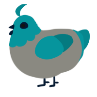 A ash and teal chicken with a head pattern