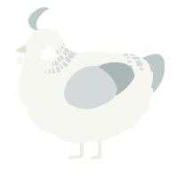 (unnamed), a white and silver chicken with a neck-band pattern