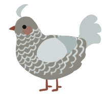 Wisp, a ash and silver chicken with a lace pattern