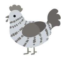 Dust, a mist and grey chicken with a bar pattern