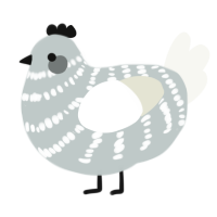 Leonel, a silver and white chicken with a bar pattern