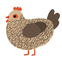 Tato, a beige and bark chicken with a double-lace pattern