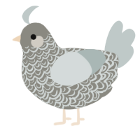 (unnamed), a ash and silver chicken with a double-lace pattern