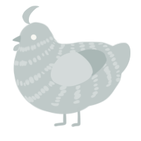 Silv, a silver chicken with a bar pattern