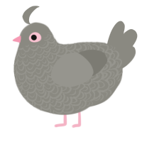 Pidge, a ash chicken with a double-lace pattern