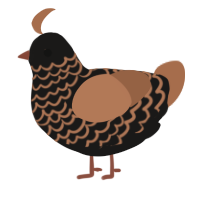 Rust, a sable and brown chicken with a lace pattern