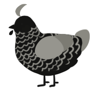 Connochaetes taurin, a black and ash chicken with a lace pattern