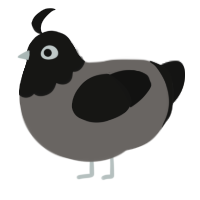 untamed, a grey and black chicken with a head pattern