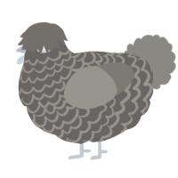(unnamed), a grey and ash chicken with a lace pattern