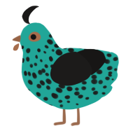 Springle, a turquoise and sable chicken with a speckle pattern