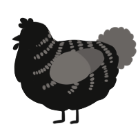 A black and grey chicken with a half-bar pattern