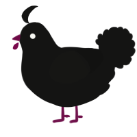 Raven, a black chicken