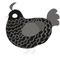 A sable and grey chicken with a lace pattern