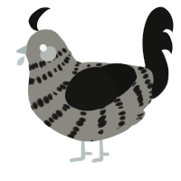 A ash and black chicken with a bar pattern