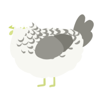 Limestone, a white and ash chicken with a half-lace pattern
