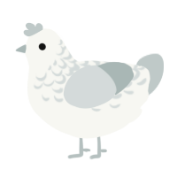 Kanade, a white and silver chicken with a half-lace pattern
