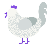 A white and silver chicken with a double-lace pattern