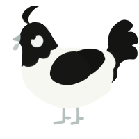 A white and black chicken with a head pattern