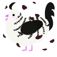 Realise, a white and black chicken with a half-bar pattern