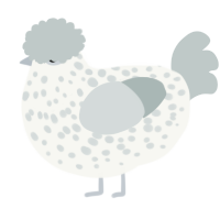 A white and silver chicken with a speckle pattern