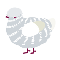 A mist and white chicken with a bar pattern