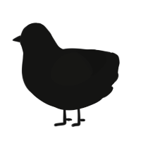 A black chicken