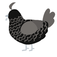 A black and grey chicken with a lace pattern