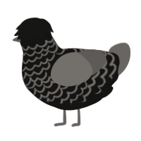 Gerald Way, a black and grey chicken with a lace pattern