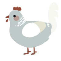 A silver and white chicken with a neck-band pattern