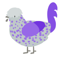 A silver and blurple chicken with a speckle pattern