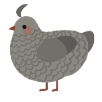 A ash and grey chicken with a lace pattern