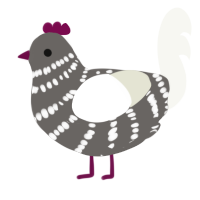 Skeleton, a grey and white chicken with a bar pattern