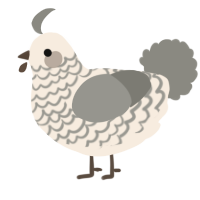 A cream and ash chicken with a lace pattern